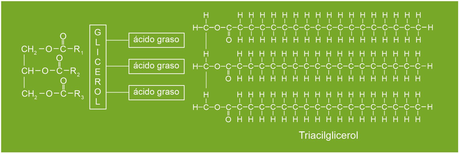 ACEITES VEGETALES: SU IMPORTANCIA EN LA SALUD