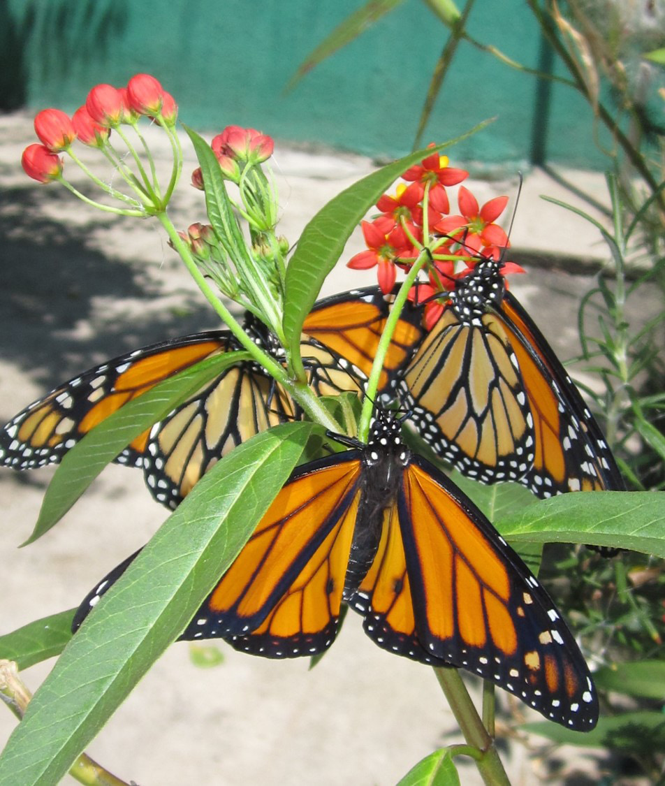 ASCLEPIAS NO HAY MONARCAS!