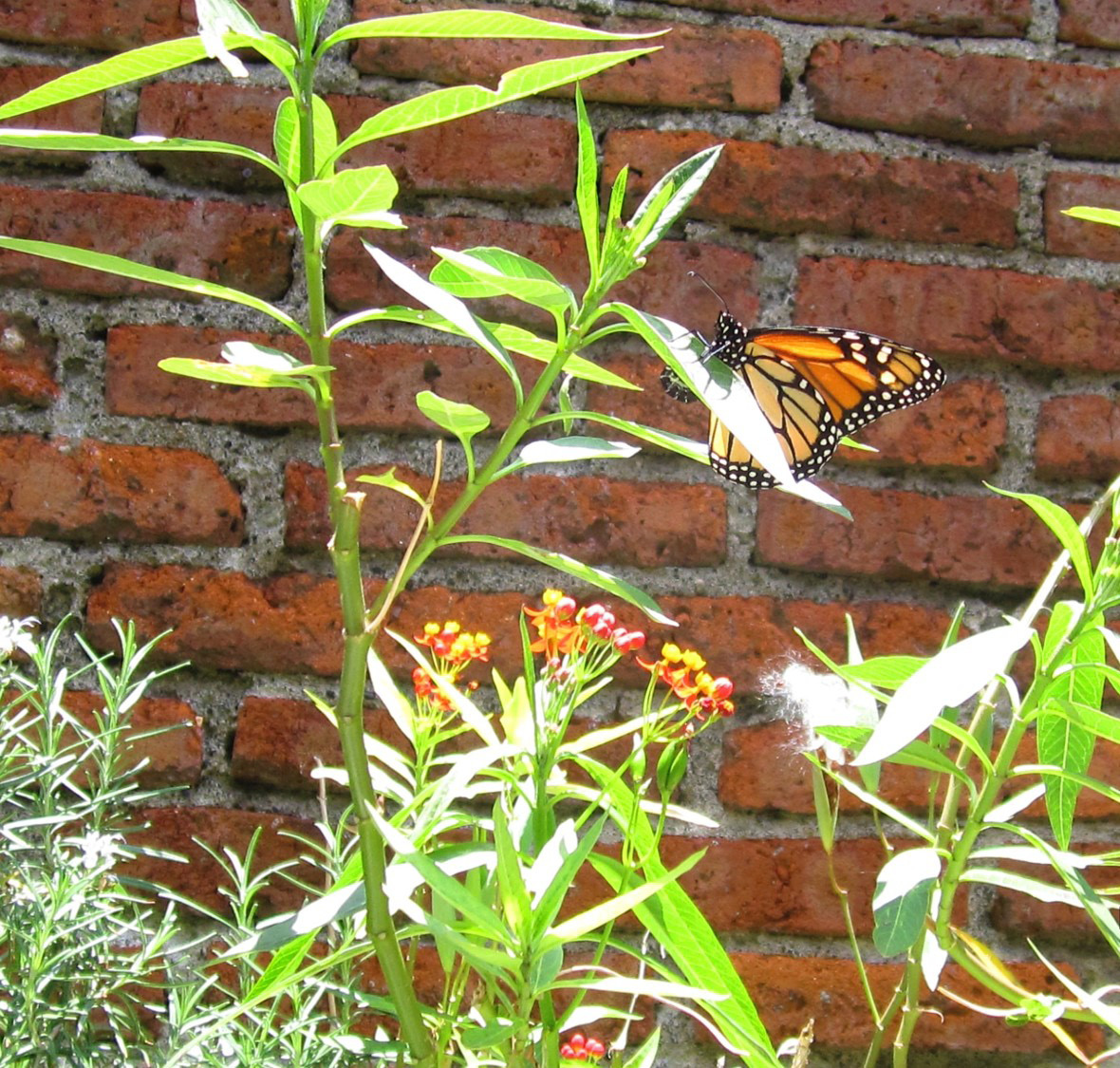 ASCLEPIAS NO HAY MONARCAS!