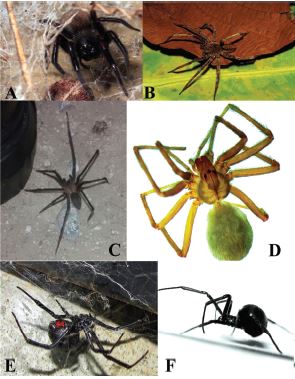 picadura por arana viuda negra pdf