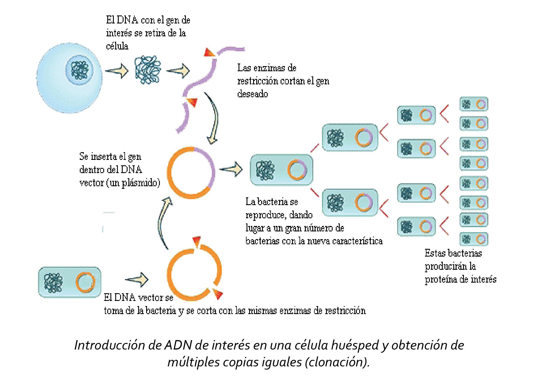 Генная инженерия отзывы. Gene Engineering. Gene modification. Genetic Engineering bacteria. Genetic Engineering process.