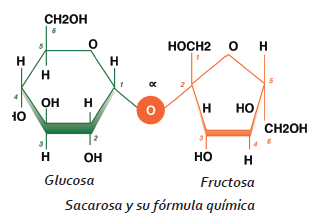 La Sacarosa El Dulce De Las Plantas