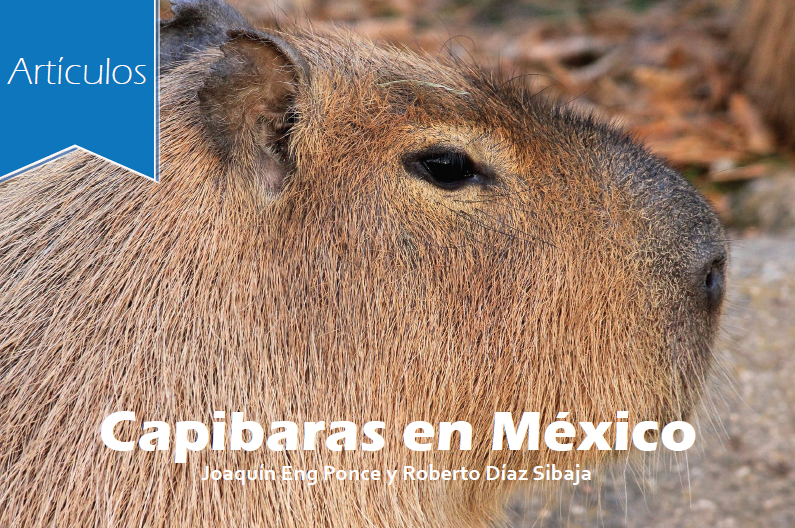 Capibaras en México