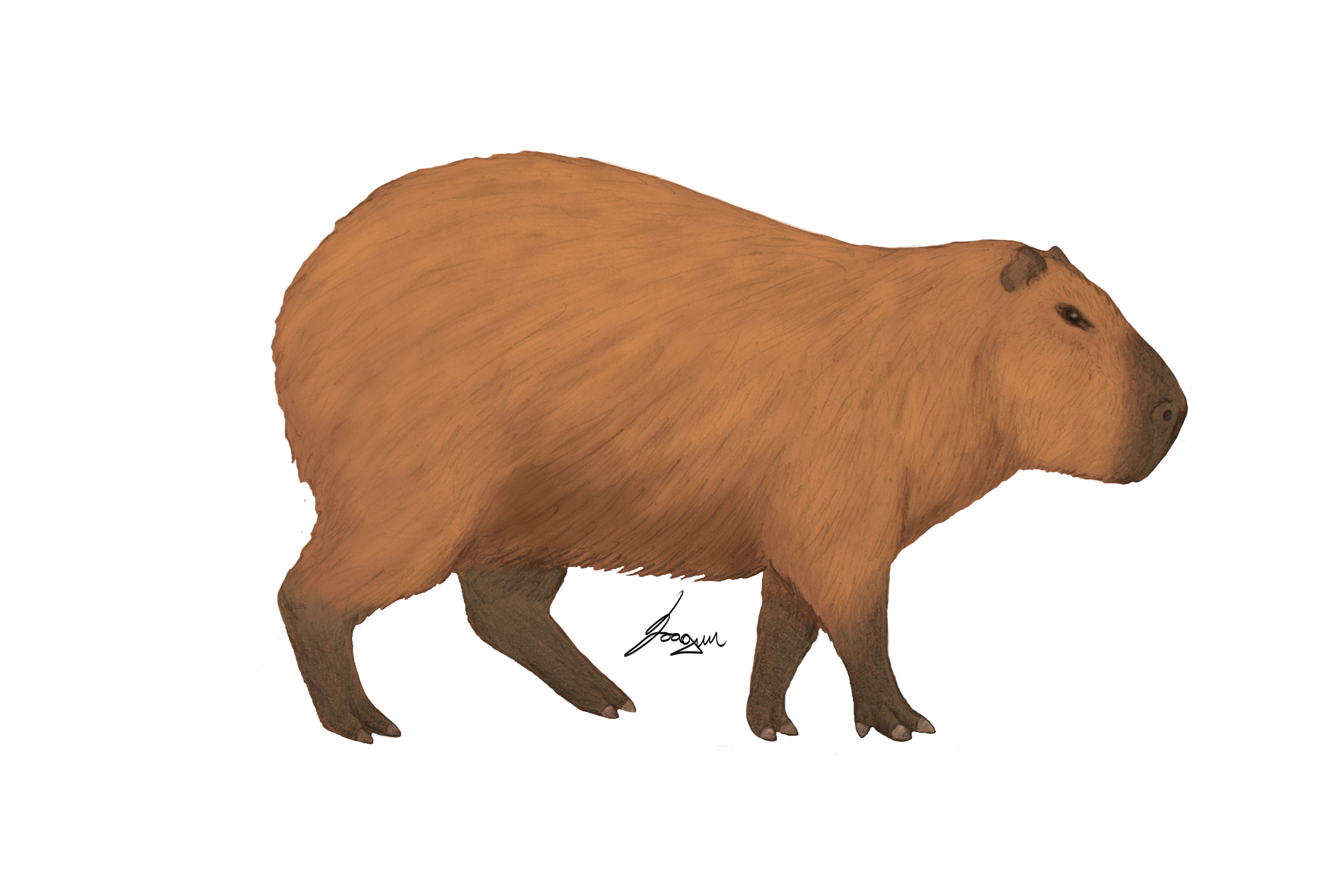 Capibaras en México