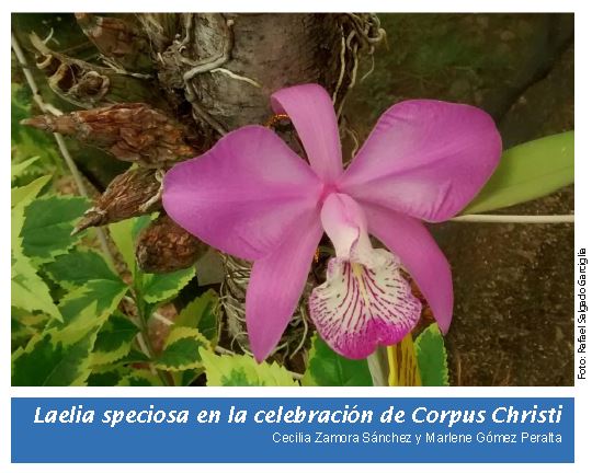 Tradiciones vs conservación de Orquídeas en Michoacán