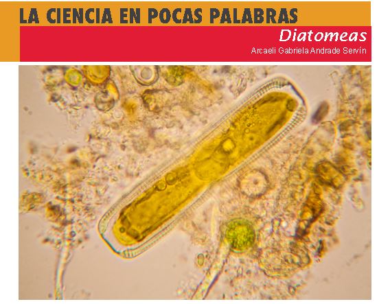 1 .- %Diatomeas ® - ¿Quiénes somos?