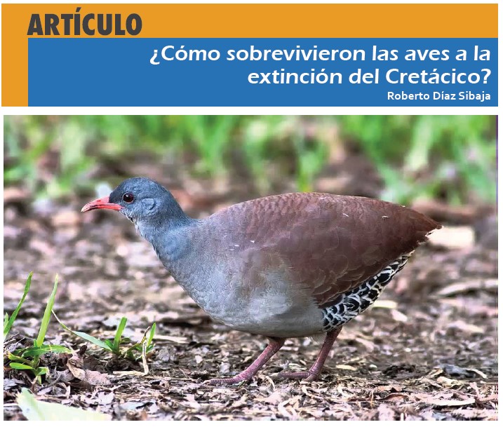 Cómo sobrevivieron las aves a la extinción del Cretácico? Cómo sobrevivieron las aves a la extinción del Cretácico?