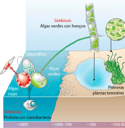 De la endosimbiosis a las primeras plantas terrestres