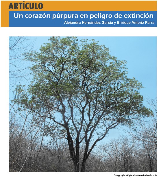 Un corazón púrpura en peligro de extinción