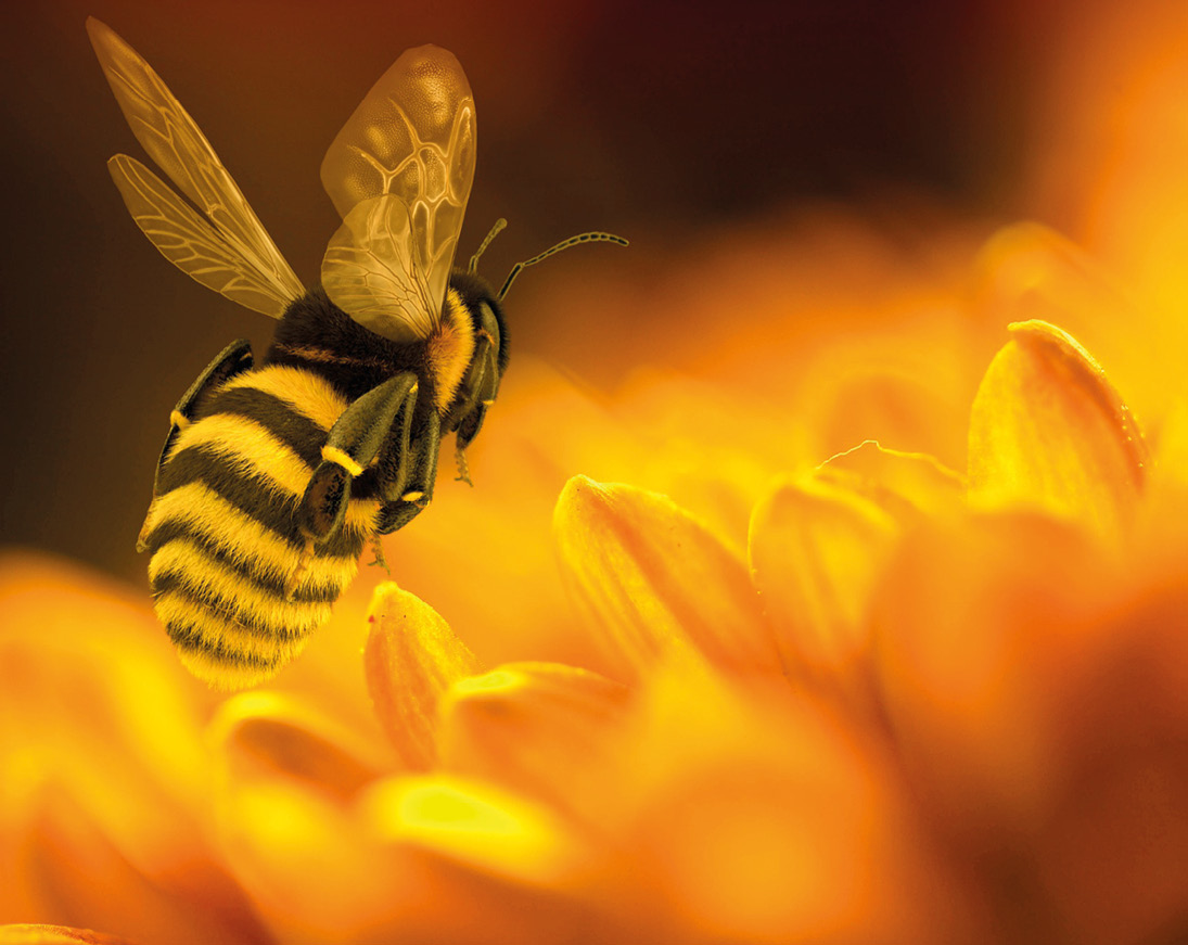 Las abejas y su realidad
